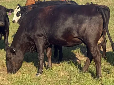 cattle listing photo