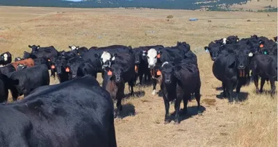 cattle listing photo