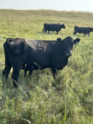 cattle listing photo