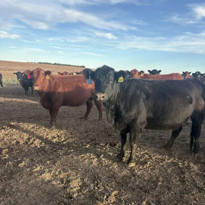 cattle listing photo