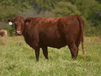 cattle listing photo