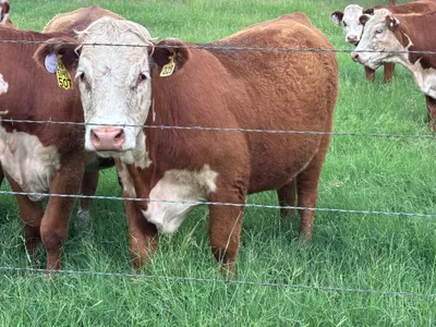 cattle listing photo