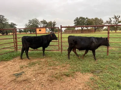 cattle listing photo