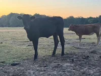 cattle listing photo