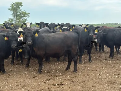 cattle listing photo
