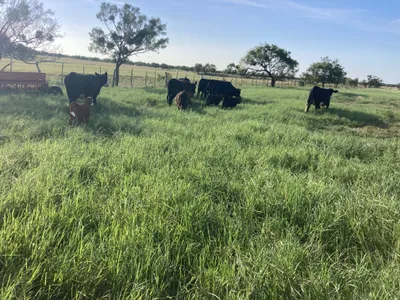 cattle listing photo