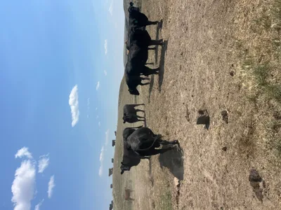 cattle listing photo