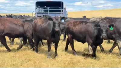 cattle listing photo