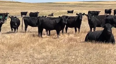 cattle listing photo
