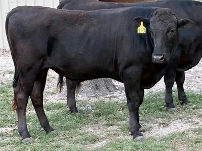 cattle listing photo