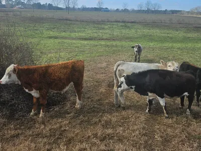 cattle listing photo