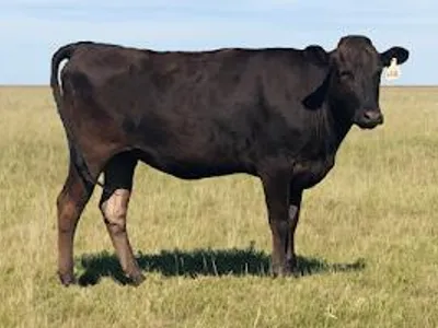 cattle listing photo