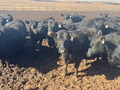 cattle listing photo