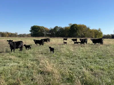 cattle listing photo