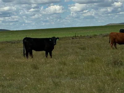 cattle listing photo