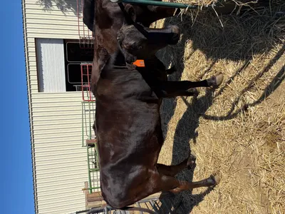 cattle listing photo