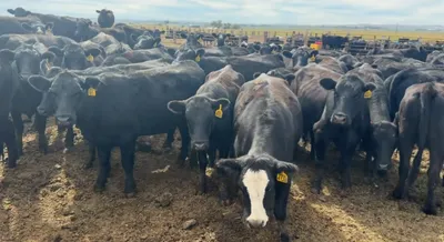 cattle listing photo