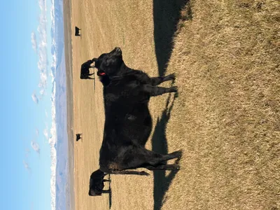 cattle listing photo