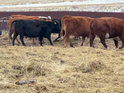 cattle listing photo