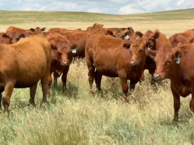 cattle listing photo