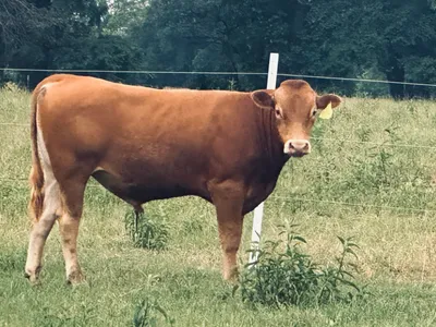 cattle listing photo