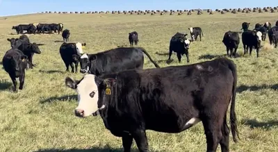 cattle listing photo