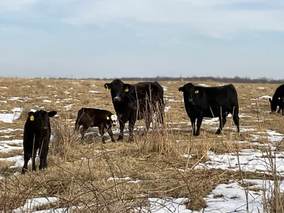 cattle listing photo