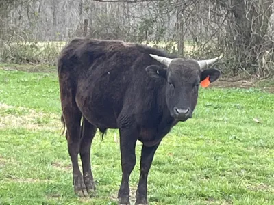 cattle listing photo