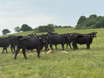 cattle listing photo