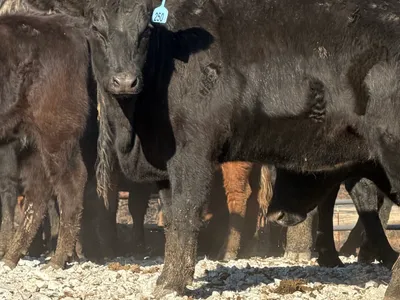 cattle listing photo