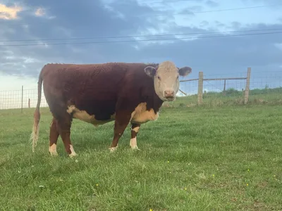 cattle listing photo