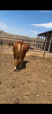 cattle listing photo
