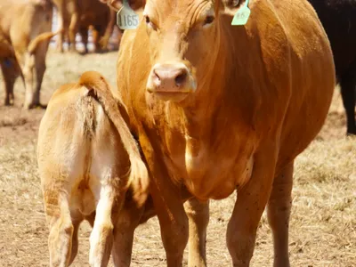 cattle listing photo