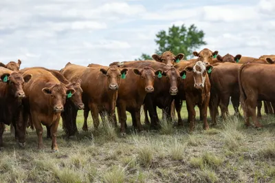 cattle listing photo