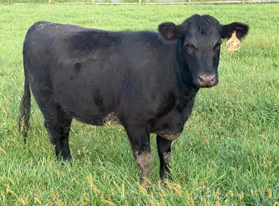 cattle listing photo