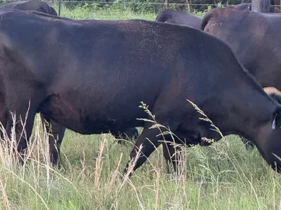 cattle listing photo