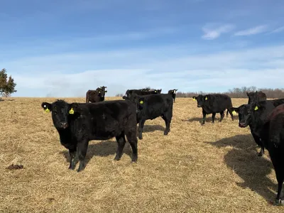 cattle listing photo