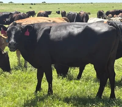 cattle listing photo