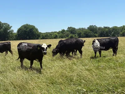 cattle listing photo