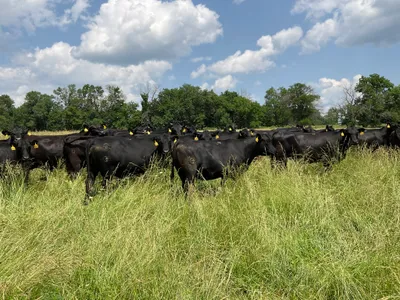 cattle listing photo