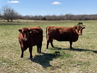 cattle listing photo