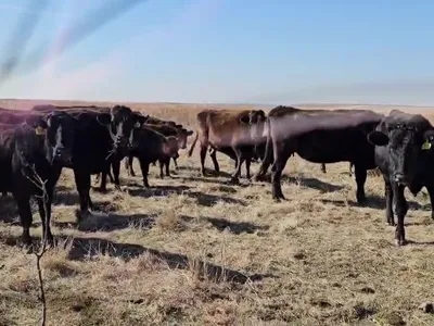 cattle listing photo