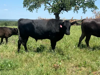 cattle listing photo