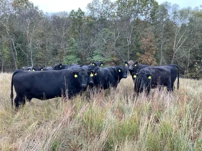 cattle listing photo