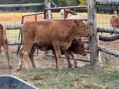 cattle listing photo