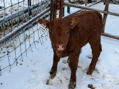 cattle listing photo