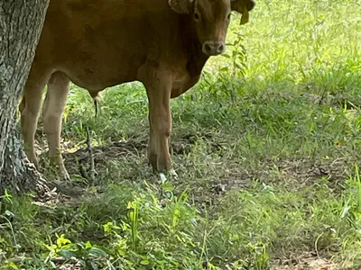 cattle listing photo