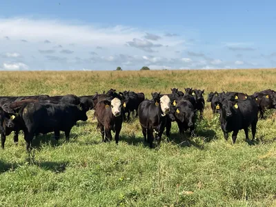 cattle listing photo