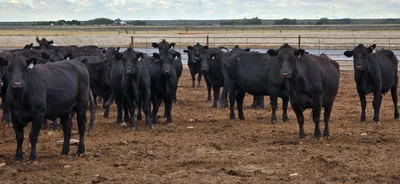 cattle listing photo
