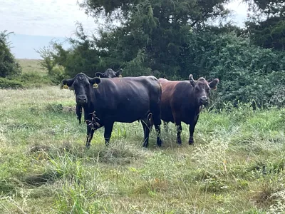 cattle listing photo